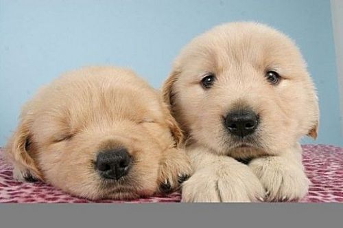 它是世界上最温顺的狗狗、温顺到好坏不分、从