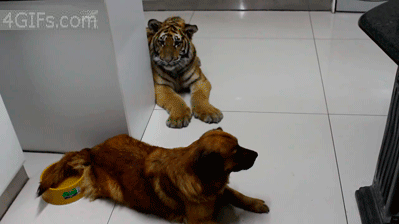 98bcc9177f3e6709837a43d939c79f3df8dc5553.gif