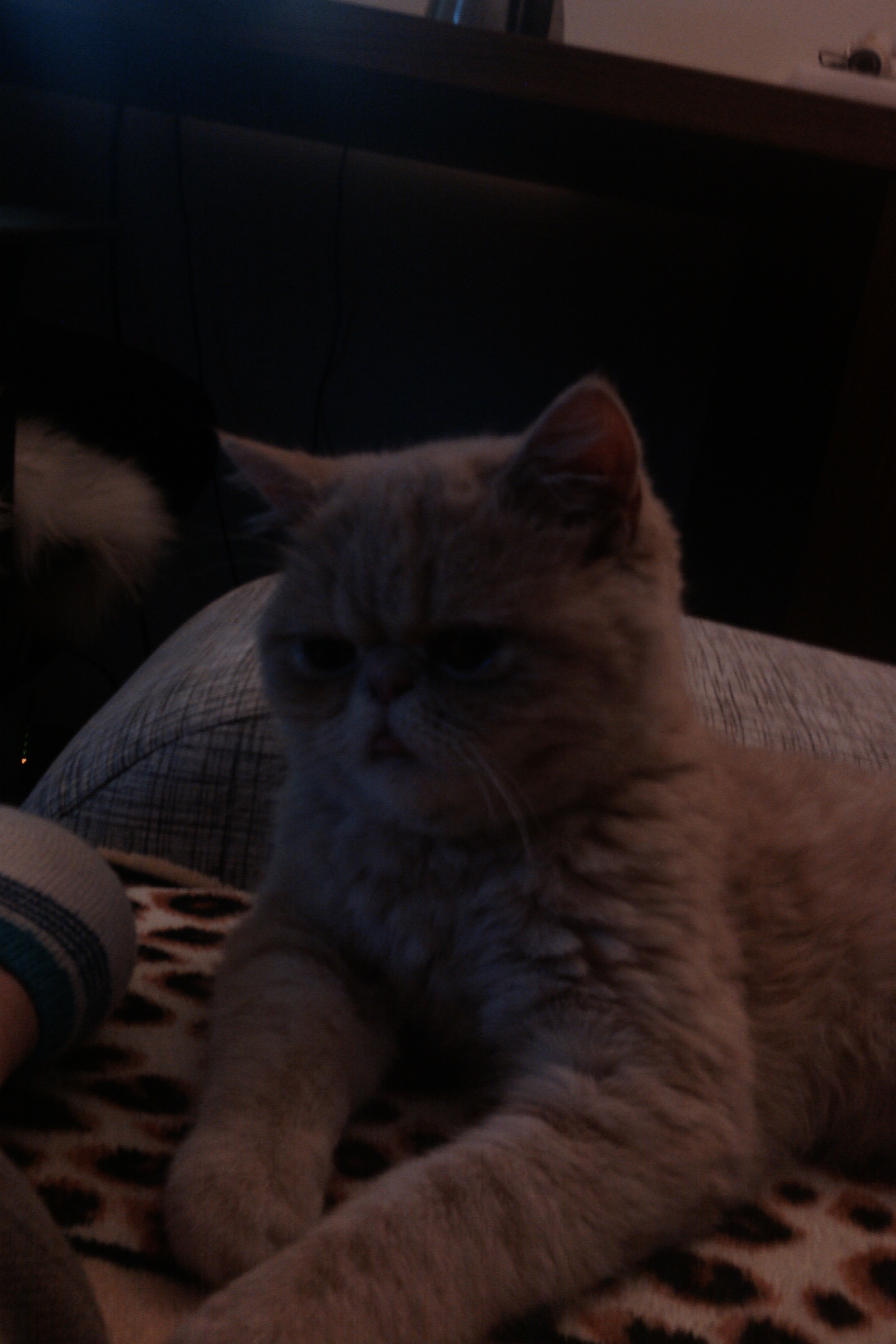 IMAG0051.jpg