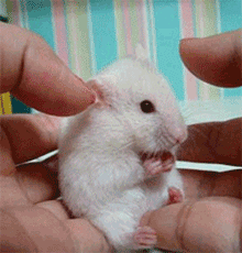 5.gif