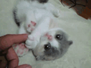 è.gif