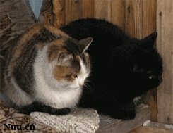 ΢_2738617441l.gif