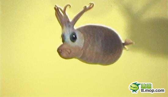 因其外貌酷似迪斯尼动画片中的【小飞象】而得名，水下深度:300～5000米 大小:20厘米 长有两只“耳朵”和一