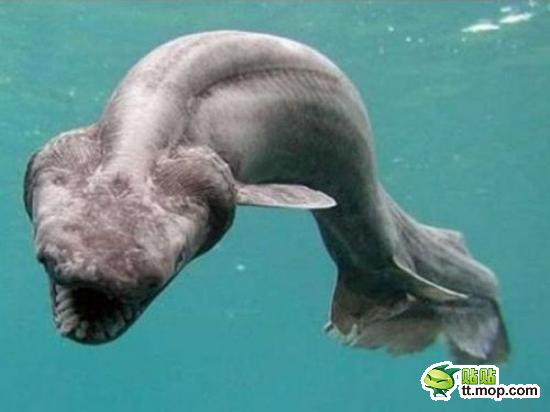 【皱鳃鲨】主要分布在大西洋东部，日本到澳大利亚的西太平洋，以及美国加州到智利的东太平洋地区。是鲨鱼中