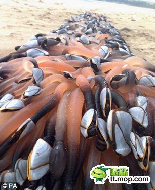 英国威尔士奥克斯威奇湾高尔半岛，度假者在海滩上惊奇地发现奇怪生物。他们似乎是一块浮木，但是全身密布着