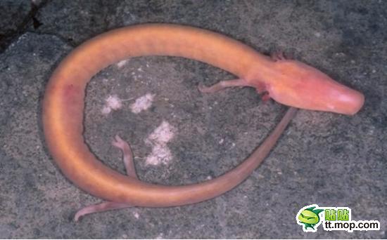 这是一种两栖动物，发现于欧洲一些阴暗的洞穴里。过去，人们把它们误认做是龙的幼仔。洞螈没有视力，身上几