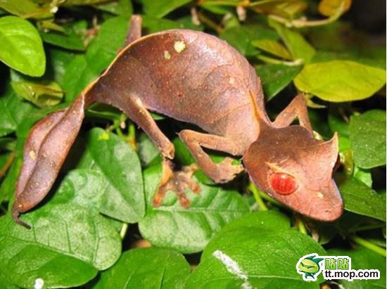 进化已使得这只蜥蜴看上去活一片败落的叶子。这使得很少被发现，更别说被捕食者吃掉了。这种蜥蜴只在马达加