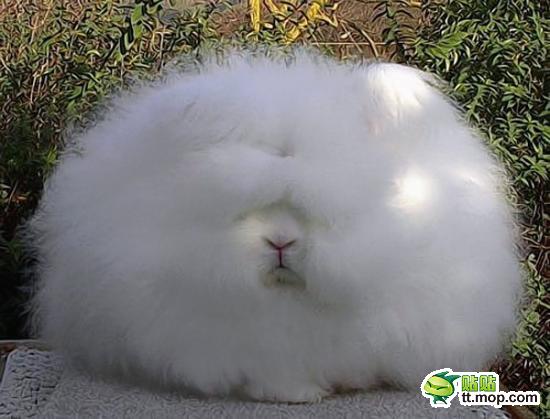 安哥拉兔，又叫草泥兔】根据国际ARBA组织数据记载，安哥拉兔是源于土耳其的安哥拉省; 另一种说法是起源于英