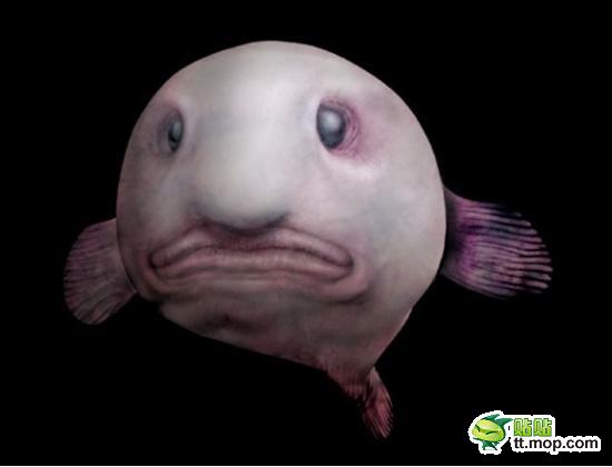 气泡鱼的脸相当丑，丑得只有它“妈”才会喜欢。（或许那些热衷于大自然神奇造物主的人也会喜欢吧。）它们生