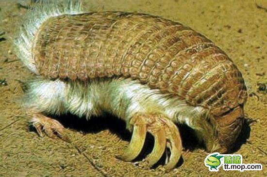 【粉精灵犰狳】是犰狳家族中个头最小的种类，大约有90-115毫米长(不包括尾巴)，体色为白玫瑰或者粉红色。栖