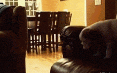 可怜的狗狗.gif